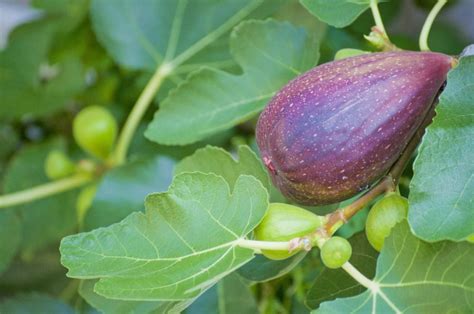 開花無花果花|イチジク(無花果)とは？花の特徴・花言葉・育て方・手入れ方法。